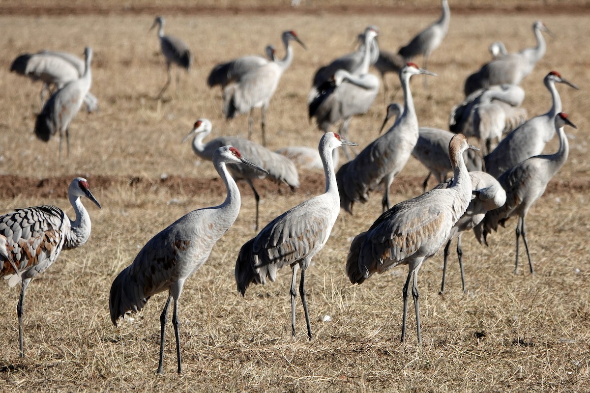 沙丘鶴 - ML647208276