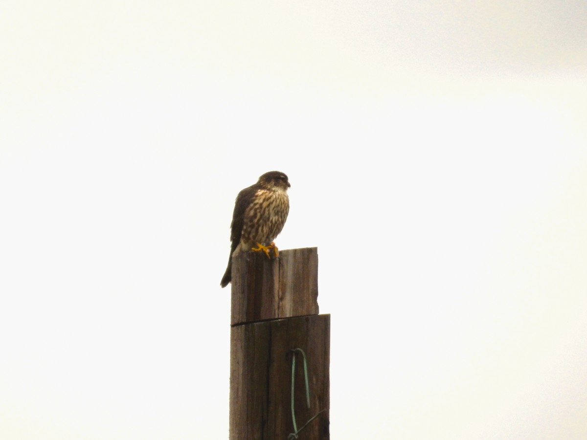 dřemlík tundrový - ML647208283