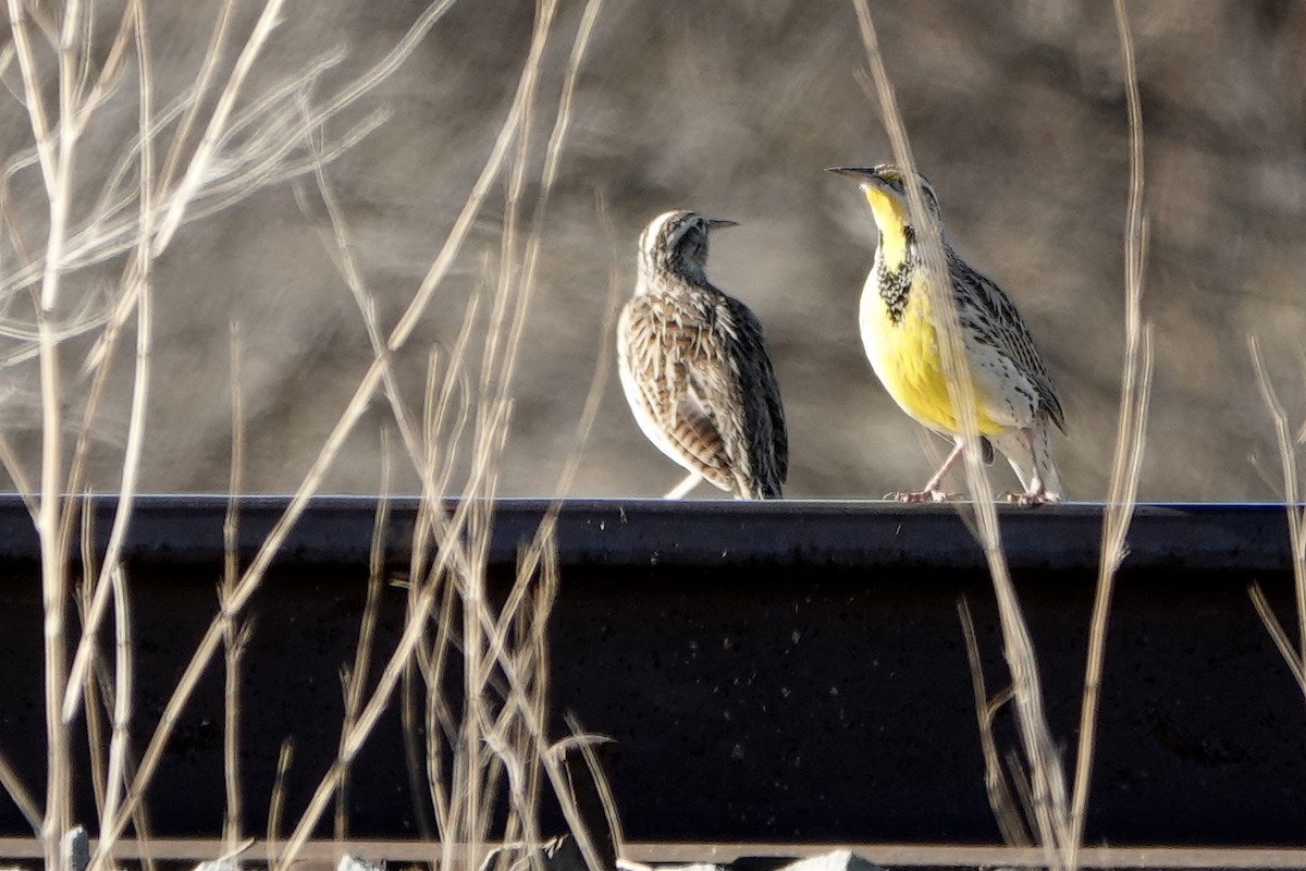 Western Meadowlark - ML647208288