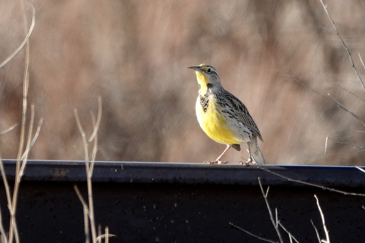 Western Meadowlark - ML647208291