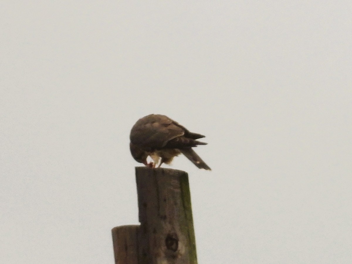 dřemlík tundrový - ML647208294