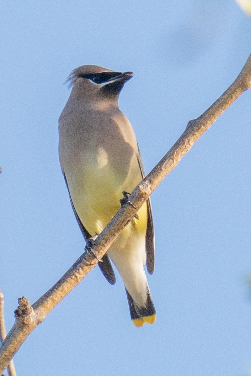 Cedar Waxwing - ML647208295