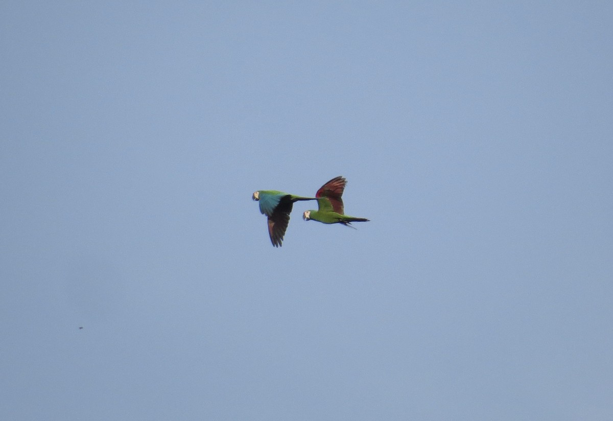 Chestnut-fronted Macaw - ML647208298