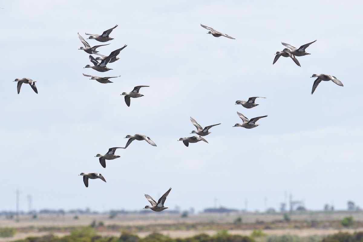 Gray Teal - ML647208305