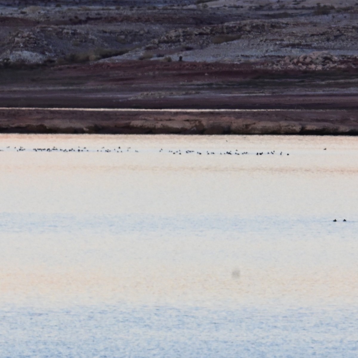 Kopetazuri amerikarra - ML647208306