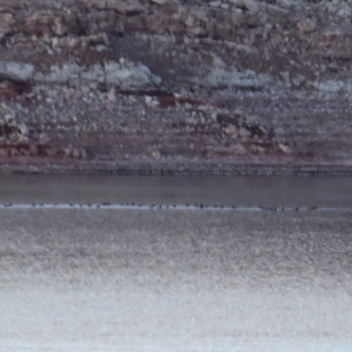 Kopetazuri amerikarra - ML647208307