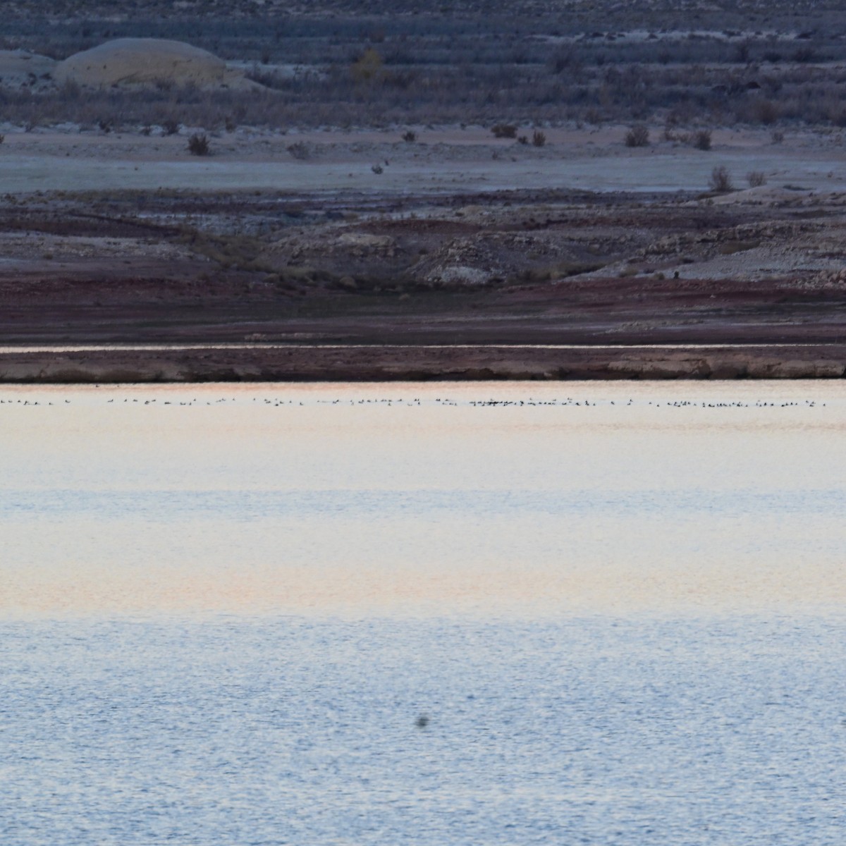 Kopetazuri amerikarra - ML647208308