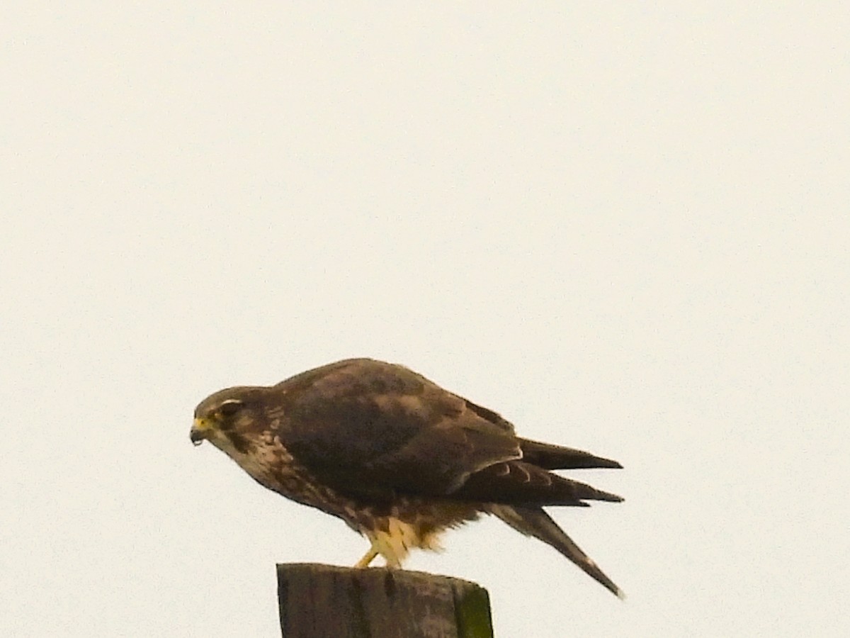 dřemlík tundrový - ML647208309