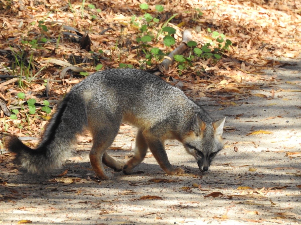 動物界 - ML647208324