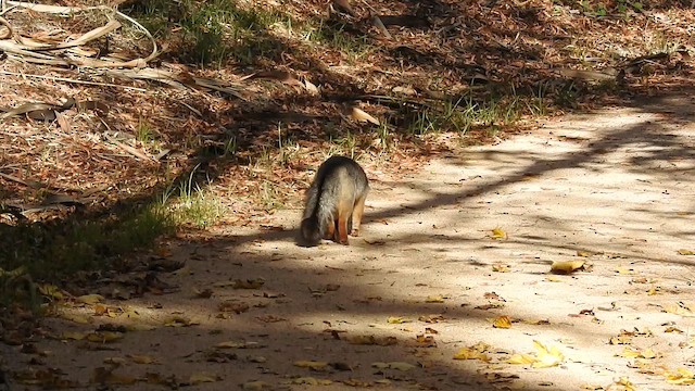 動物界 - ML647208326