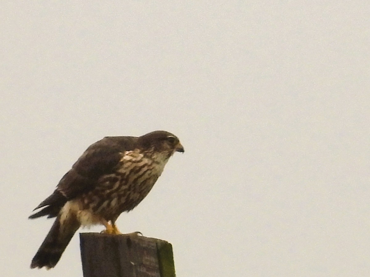 dřemlík tundrový - ML647208329