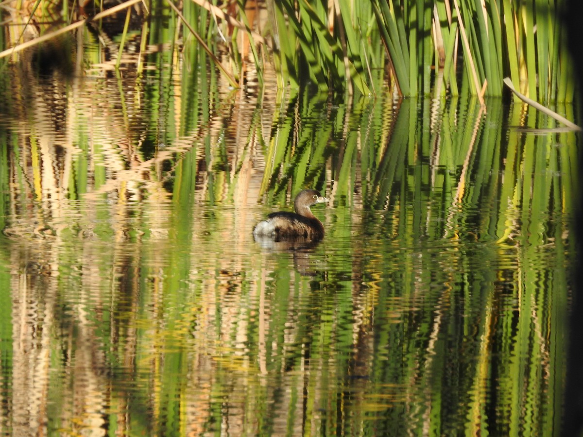 Pied-billed Grebe - ML647208344
