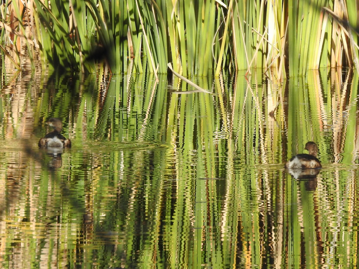 Pied-billed Grebe - ML647208345