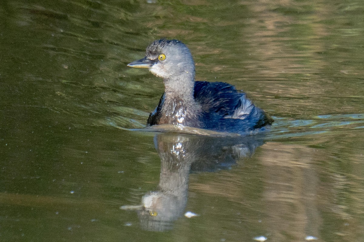 Least Grebe - ML647208348
