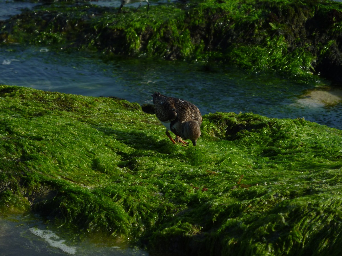 Ruddy Turnstone - ML647208349