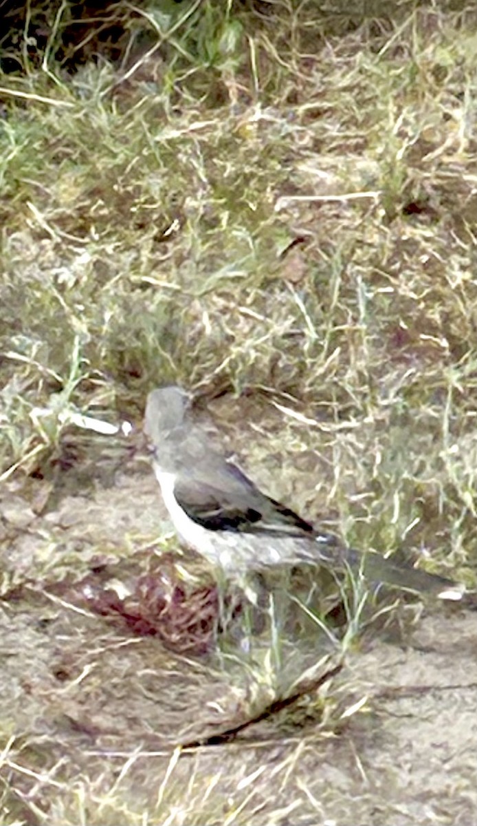 Tropikal Taklitçi - ML647208354