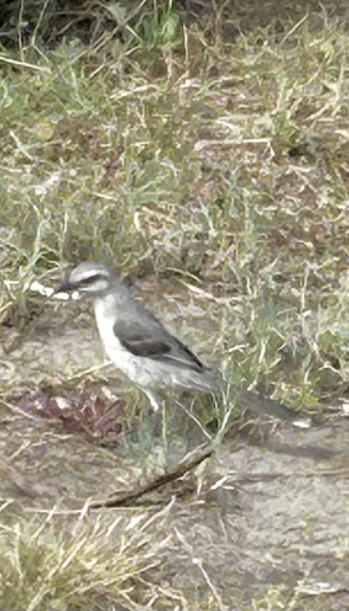 Tropikal Taklitçi - ML647208355