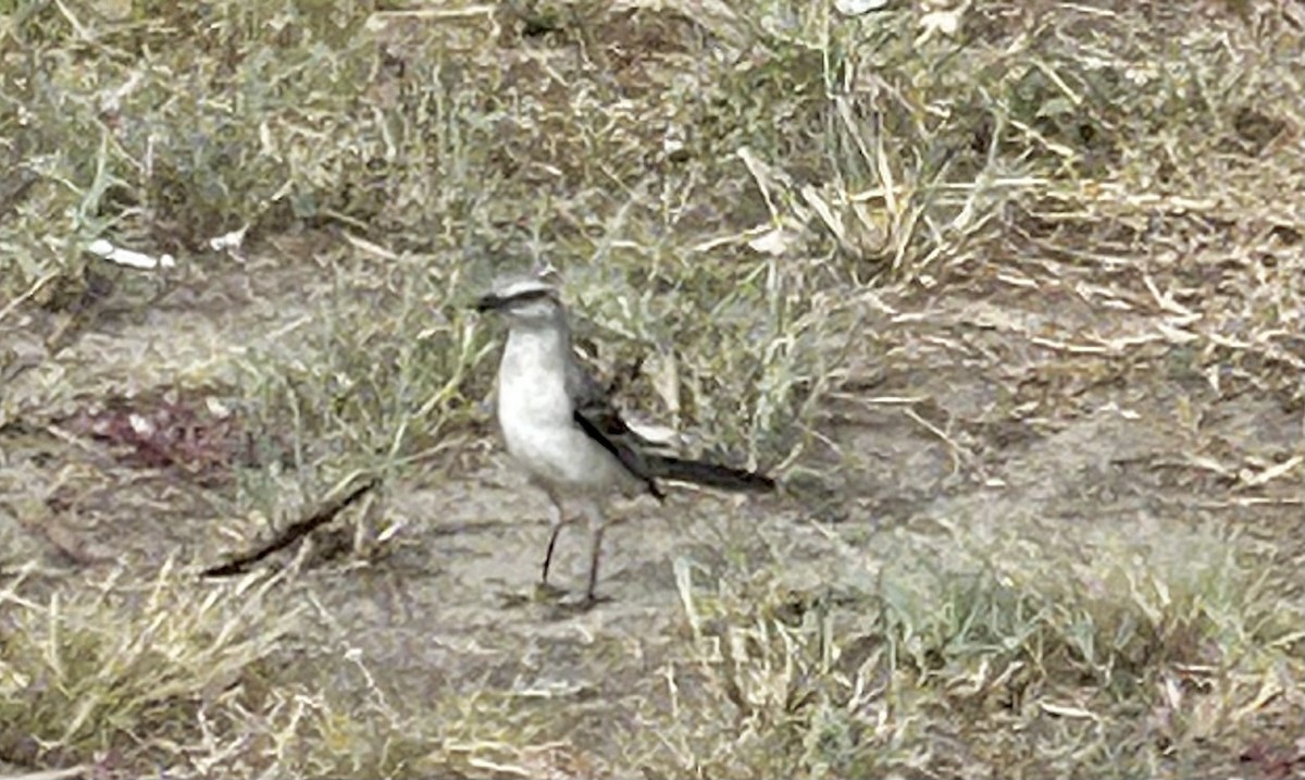 Tropikal Taklitçi - ML647208356