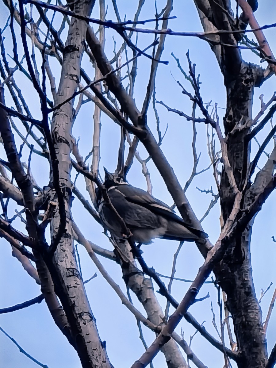 White-cheeked Starling - ML647208367