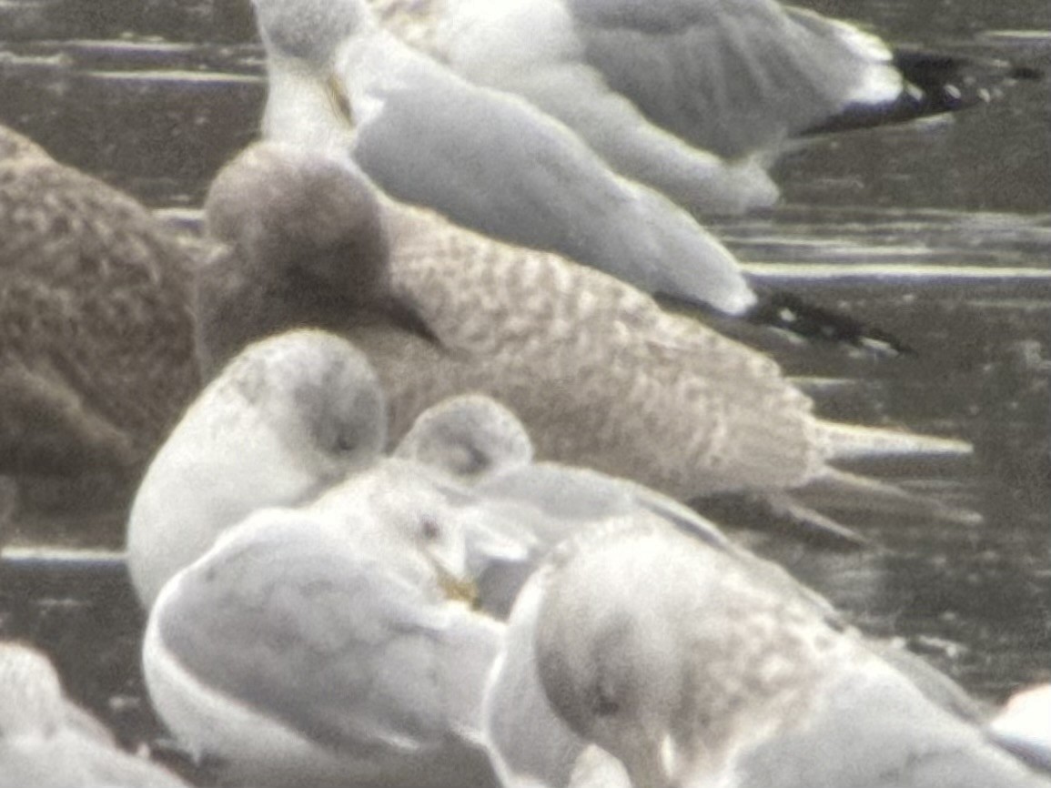 アイスランドカモメ - ML647208369