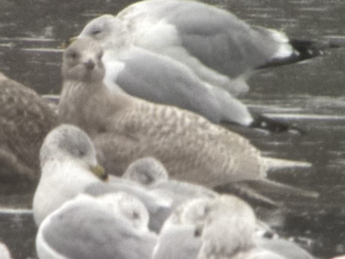 アイスランドカモメ - ML647208370