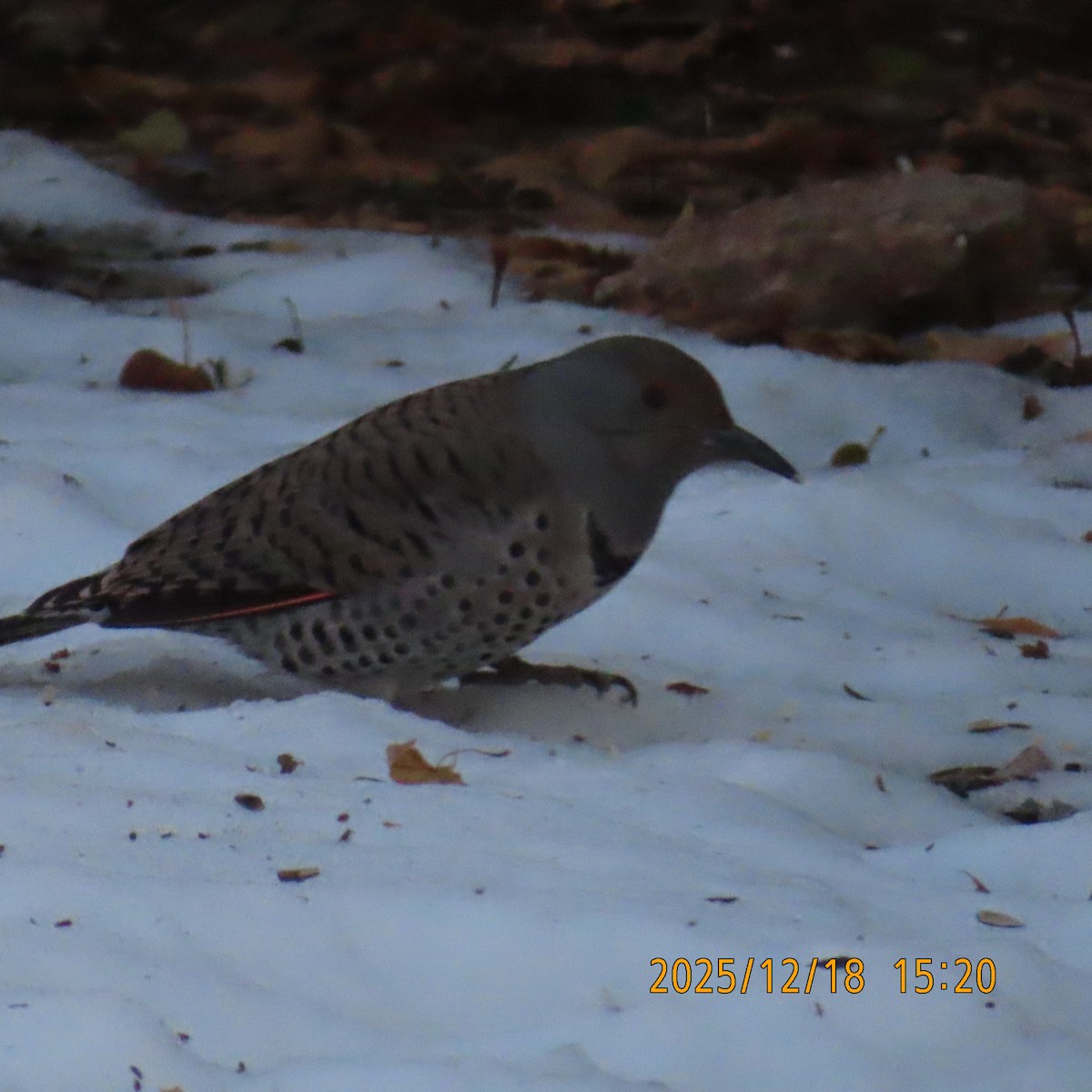 Northern Flicker (Red-shafted) - ML647208372