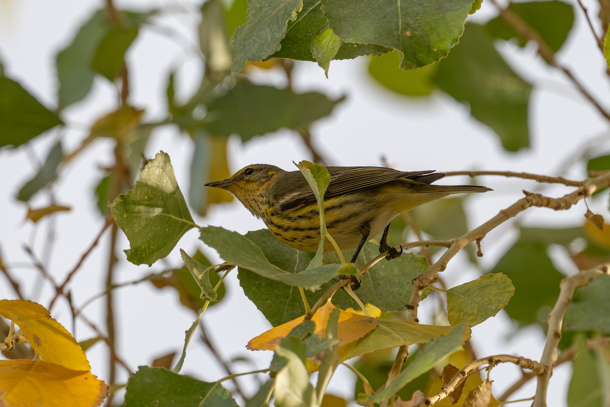 Cape May Warbler - ML647208375