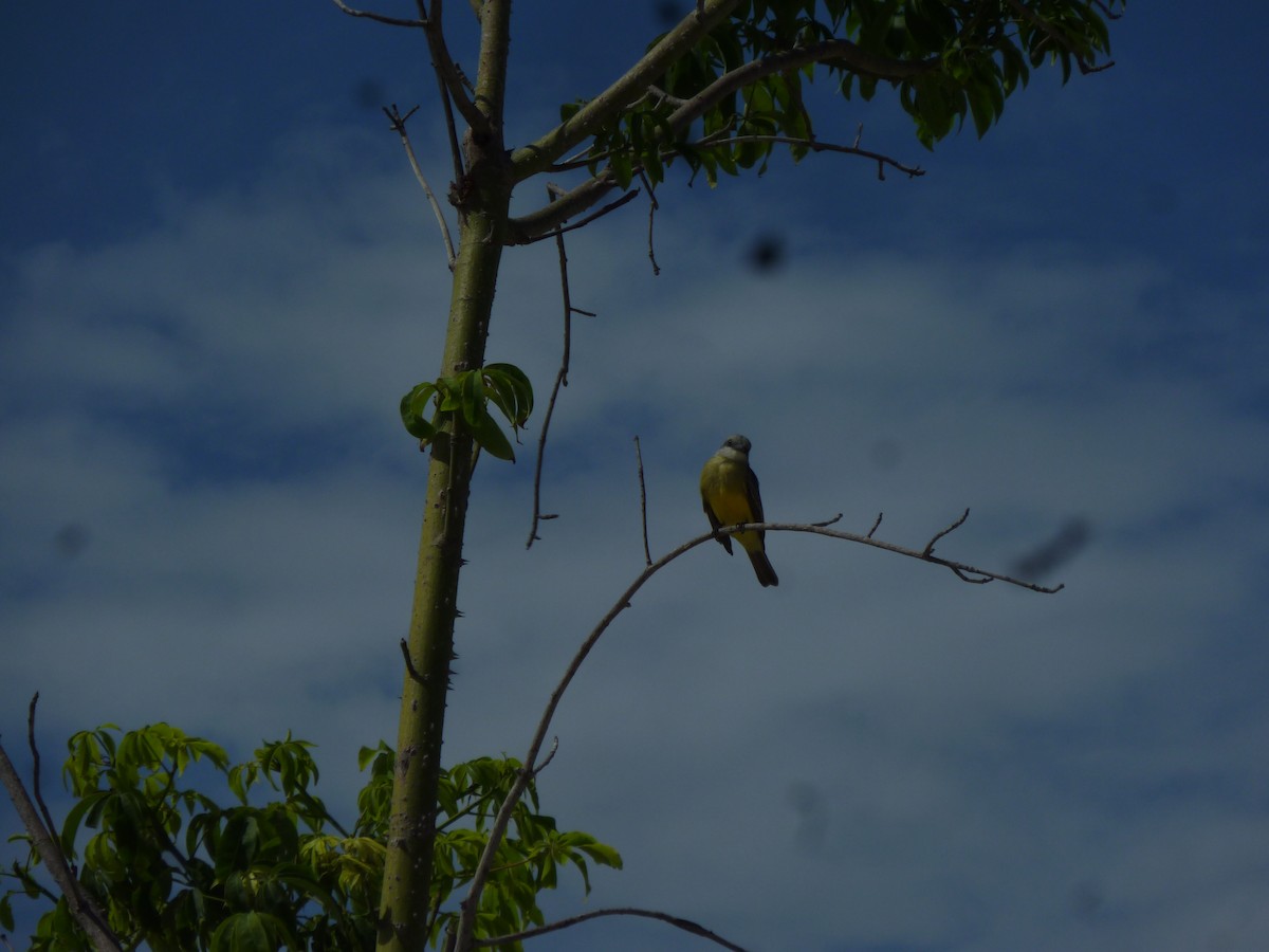 Tropical Kingbird - ML647208380