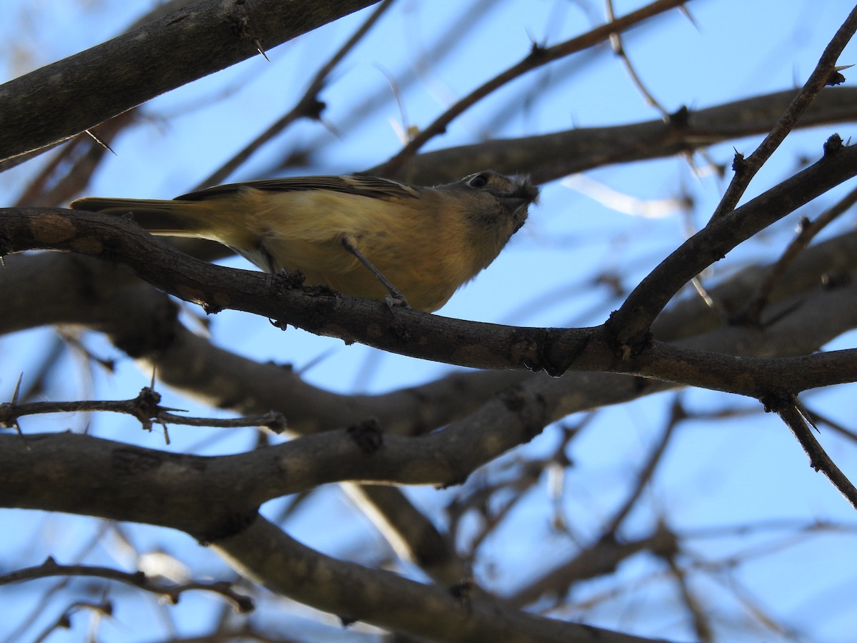 Hutton's Vireo - ML647208385