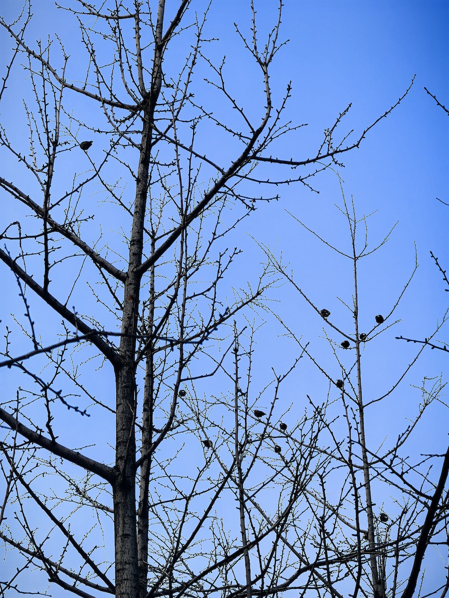 White-cheeked Starling - ML647208394