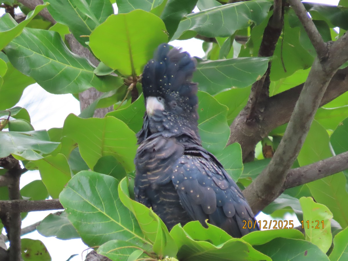 Red-tailed Black-Cockatoo - ML647208420