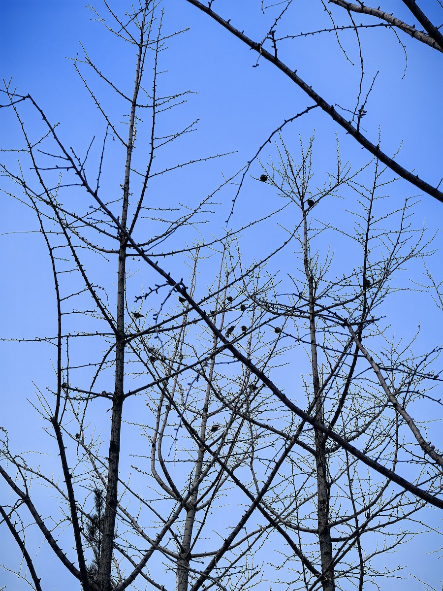 White-cheeked Starling - ML647208424