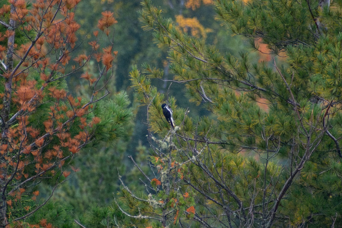 svartryggspett - ML647208426