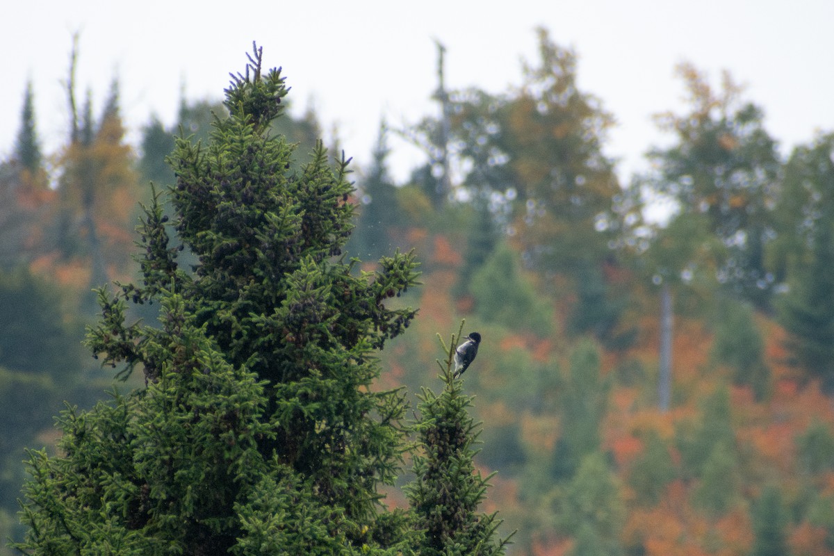 svartryggspett - ML647208427