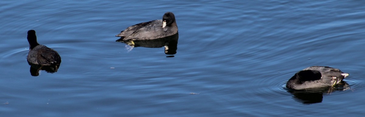 Kopetazuri amerikarra - ML647208443