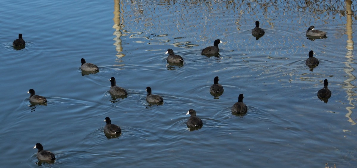 Kopetazuri amerikarra - ML647208444