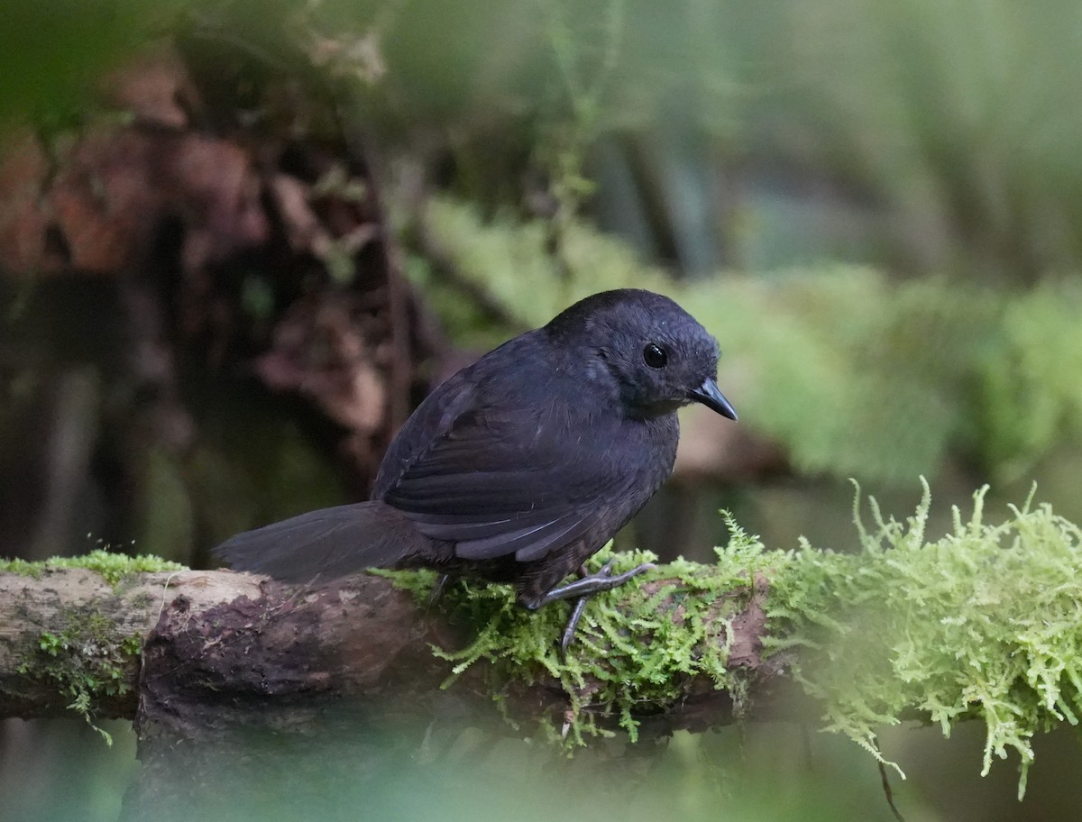 Nariño Tapaculo - ML647208447
