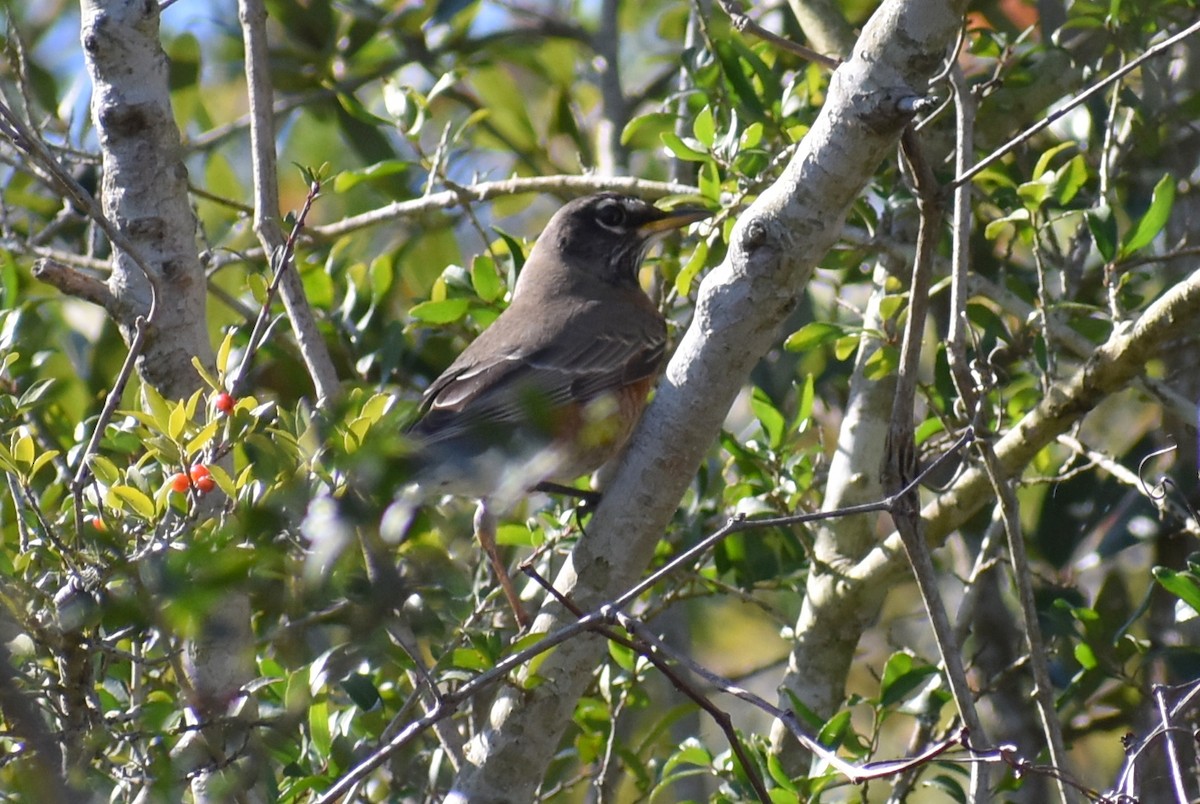 American Robin - ML647208458