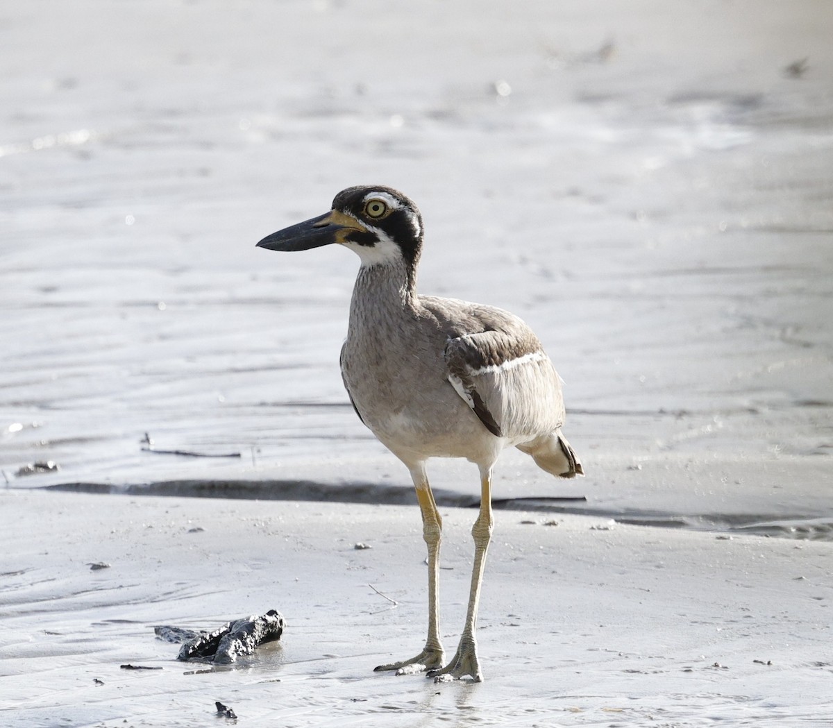 Beach Thick-knee - ML647208463