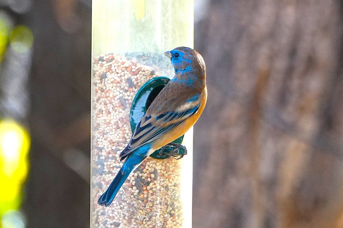 Lazuli Bunting - ML647208466