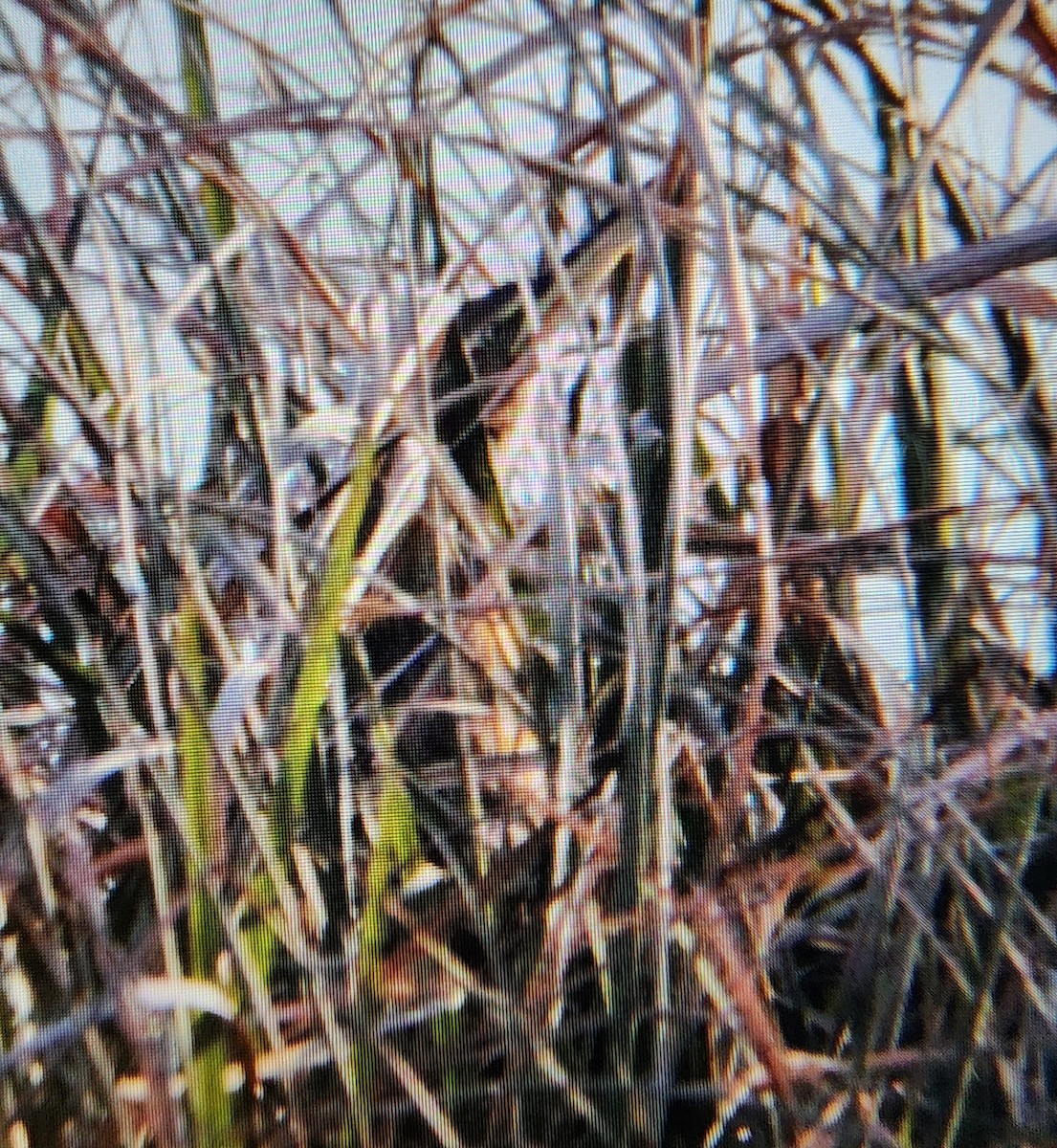American Bittern - ML647208475