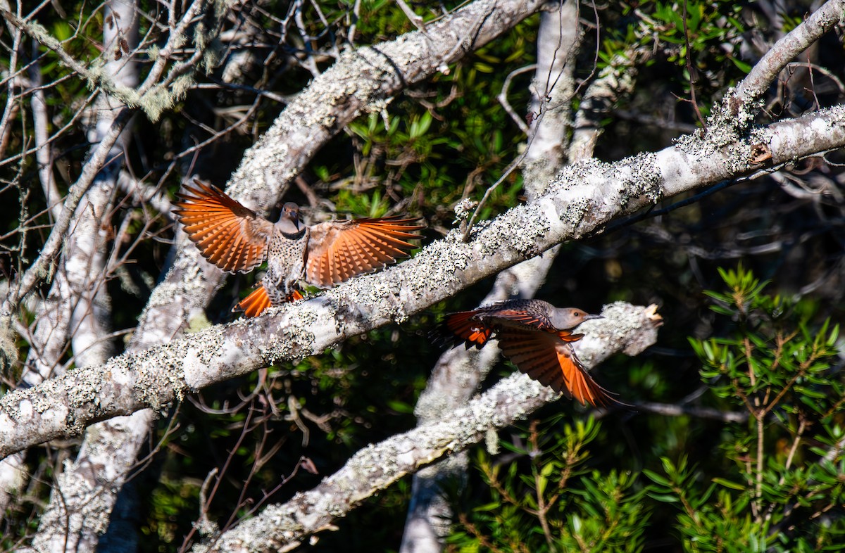 Northern Flicker (Red-shafted) - ML647208476