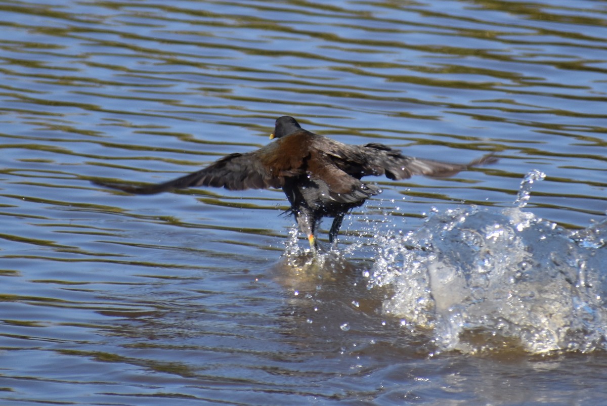 Common Gallinule - ML647208477