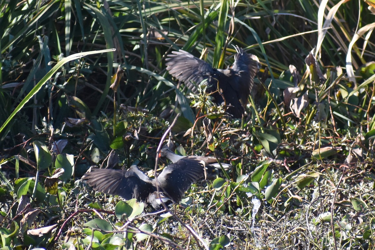 Common Gallinule - ML647208478