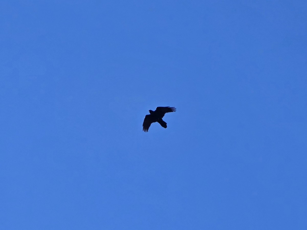 Common Raven - ML647208490