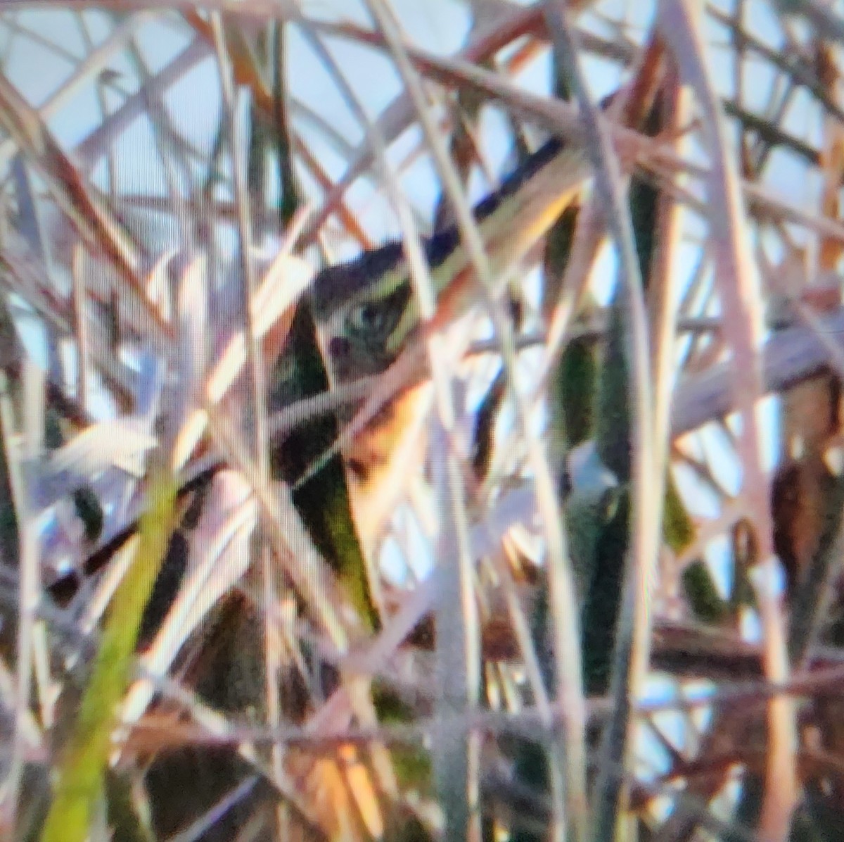 American Bittern - ML647208492