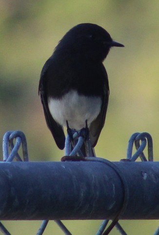 Black Phoebe - ML647208497