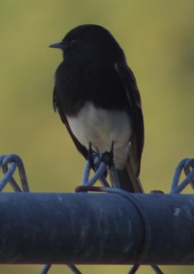 Black Phoebe - ML647208498