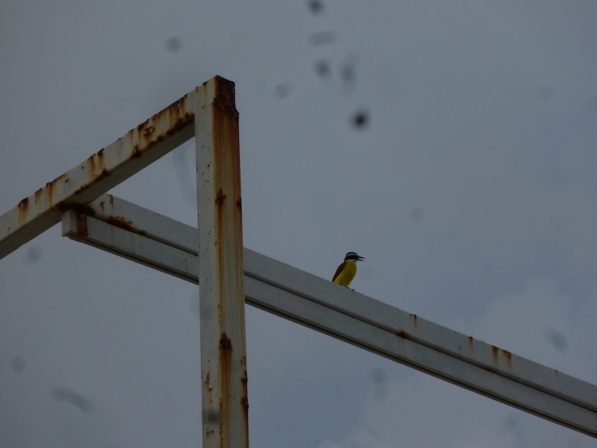 Great Kiskadee - ML647208513