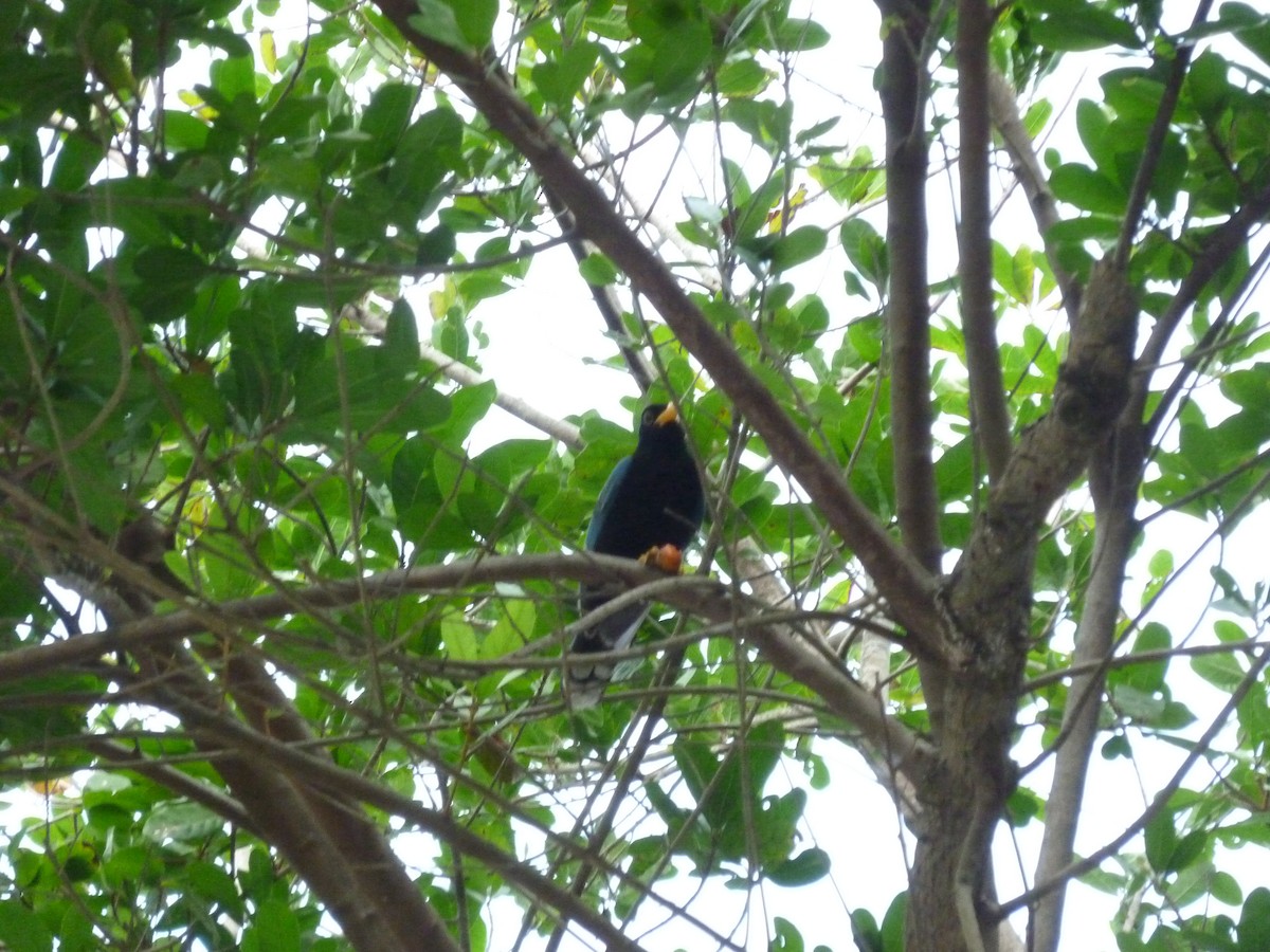 Yucatan Jay - ML647208523